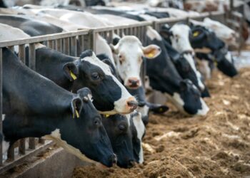 Bluetongue cases in Wales rise above 100 as farmers urged to vaccinate